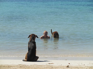 Zwemmen met honden, waar anders dan op Half Moon Bay, Jamaica